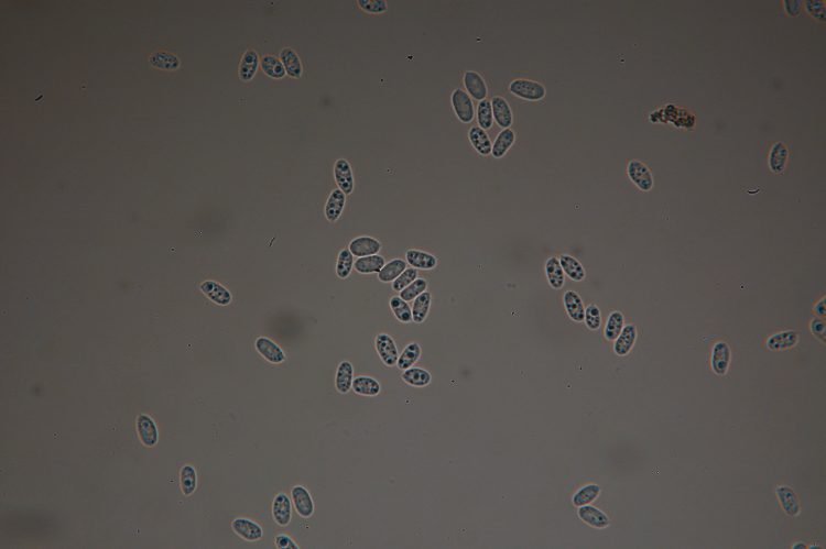 Una crosta da determinare-foto3355 (Hyphodermella corrugata)